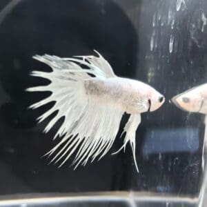BETTA MACHO COLA CORONA BLANCO METALICO