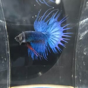 BETTA MACHO COLA CORONA