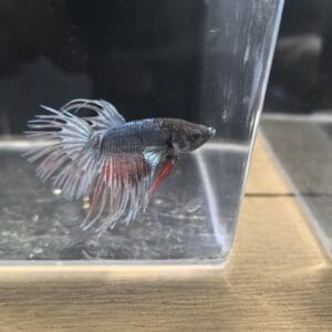 BETTA MACHO COLA CORONA