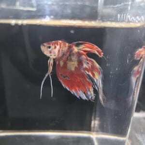 BETTA MACHO COLA VELO KOI 5-6CM