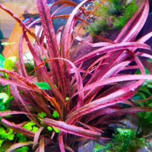 Cryptocoryne pink panter (in vitro)