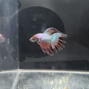 BETTA MACHO COLA CORONA