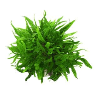 Microsorium green gnome