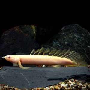 POLYPTERUS SENEGALUS ALBINO 7-8 CM
