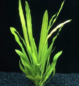 Echinodorus uruguayensis