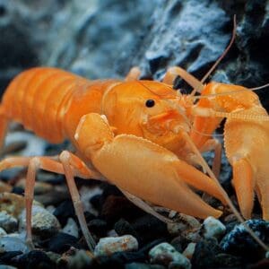 Langosta Naranja (Cherax Holthuisi) 5-7cm