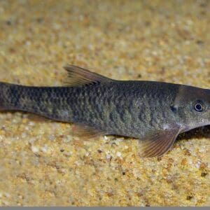 Pez Doctor (garra Rufa) 3-3.5 cm