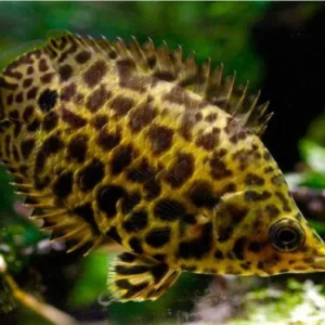 GOURAMI LEOPARDO 2.5-3 CM