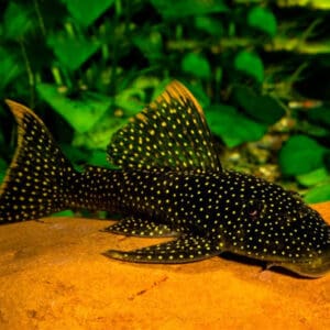 L067 PSEUDANCISTRUS ASURINI SALVAJE 12-15 CM