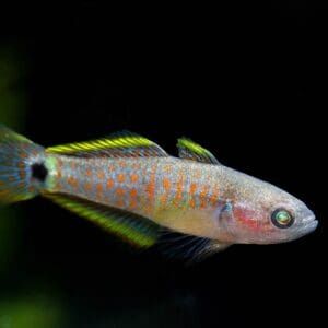 Tateurdina ocellicauda – Gobio Kill 3-3.5CM