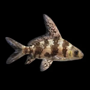 MYXOCIPRINUS ASIATICUS 6-7 CM