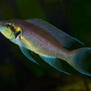 LAMPROLOGUS BRICHARDI 3.5-4 CM