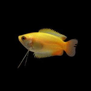 COLISA CHUNA DORADA 3-3.5 CM