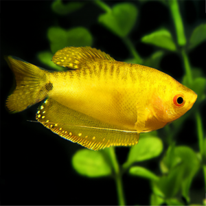 GOURAMI ORO 5-6 CM