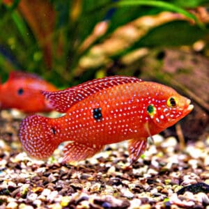 HEMICHROMIS LIFALILI 3.5-4 CM