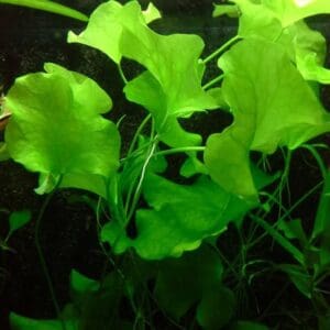 Nymphoides sp. Taiwan (bulbo)