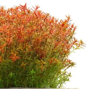 Rotala rotundifolia Naranja juice