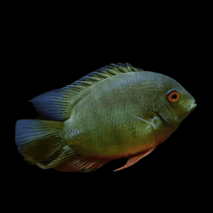 CICHLASOMA SEVERUM VERDE 3-3.5 CM