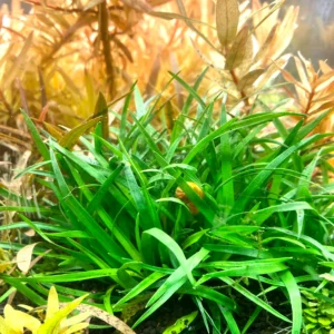 Eriocaulon species (lijkt op Hygrophila)