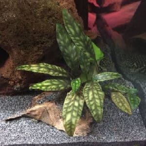 Cryptocoryne purpurea