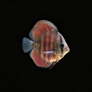 DISCO SANTAREM 5-6 CM