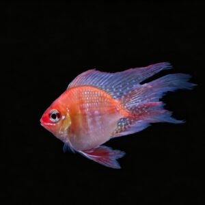 RAMIREZI BALON ORO ROJO VELO 3.5-4 CM