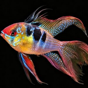 RAMIREZI VELO 3.5-4 CM