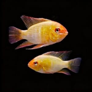 RAMIREZI ORO 5-5.5cm