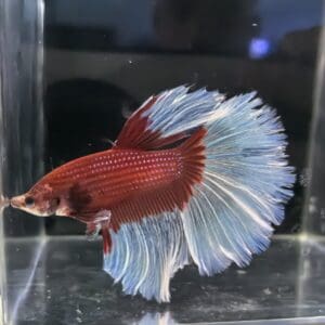 BETTA MACHO MEDIA LUNA BUTTERFLY ROJO 6-7 CM
