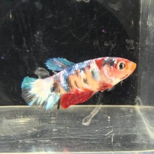 BETTA HEMBRA PLAKAT KOI 4-5 CM