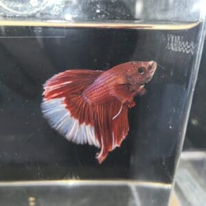 BETTA MACHO MEDIA LUNA BUTTERFLY ROJO 5-6 CM