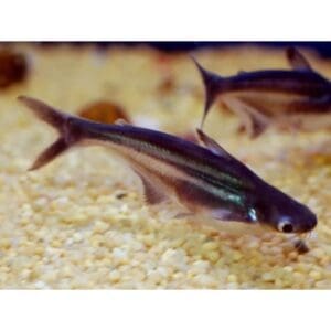 PANGASIUS 3-4cm