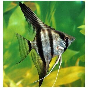 ESCALAR ZEBRA 3-4 CM