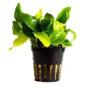 Anubias nana Amarillo heard