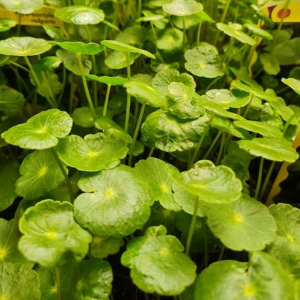 Hydrocotyle vulgaris - Waternavel