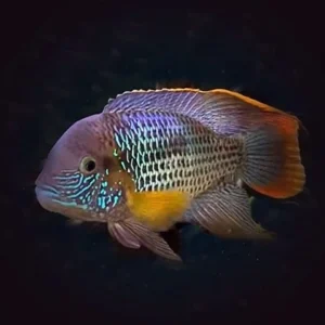 AEQUIDENS RIVULATUS 5-6 CM