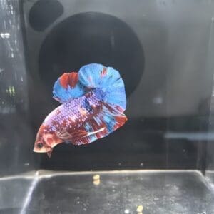 BETTA MACHO PLAKAT MEDIA LUNA GALAXIA