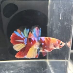 BETTA MACHO PLAKAT KOI 4-5 CM