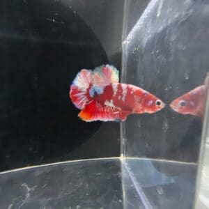 BETTA MACHO PLAKAT RED MILKY WAY 4-5 CM