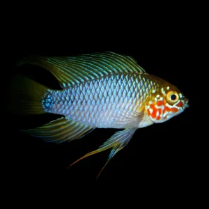 APISTOGRAMMA SP. OPAL 3-3.5 CM