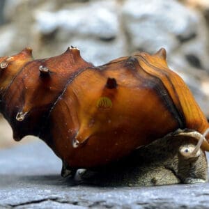 Caracol Pagoda 2-2.5 cm