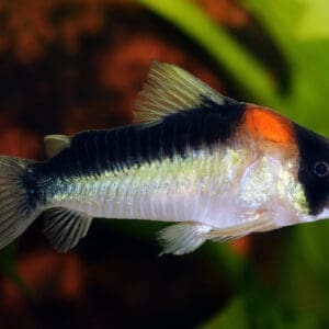 CORYDORA ADOLFOI 4-5CM