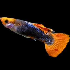 GUPPY MACHO KOI TUXEDO 3-3.5 CM