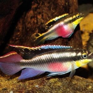Kribensis 4-4.5 cm