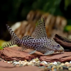 PEZ GATO SYNODONTIS EUPTERUS 3-3.5 CM