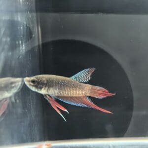 BETTA MACHO ALIEN ROJO 4-5 CM