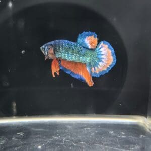 BETTA MACHO PLAKAT MEDIA LUNA FANCY 4-5 CM