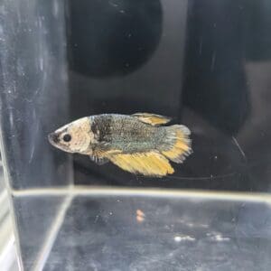 BETTA MACHO PLAKAT MEDIA LUNA FANCY 4-5 CM