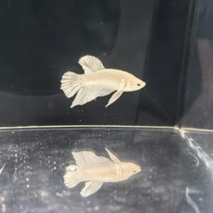 BETTA MACHO PLAKAT MEDIA LUNA FANCY 4-5 CM