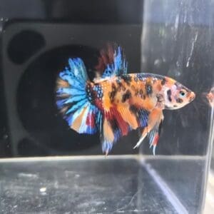 BETTA MACHO PLAKAT MEDIA LUNA KOI 4-5 CM